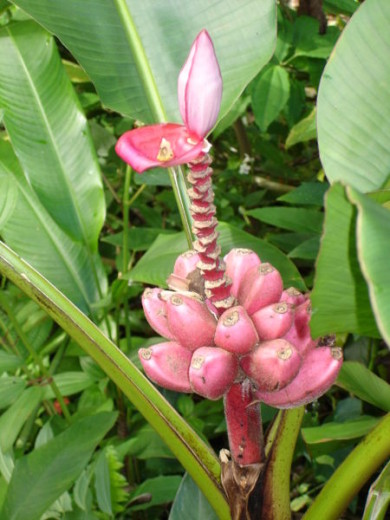Pink bananas are grown in Central America (source: Wikimedia)